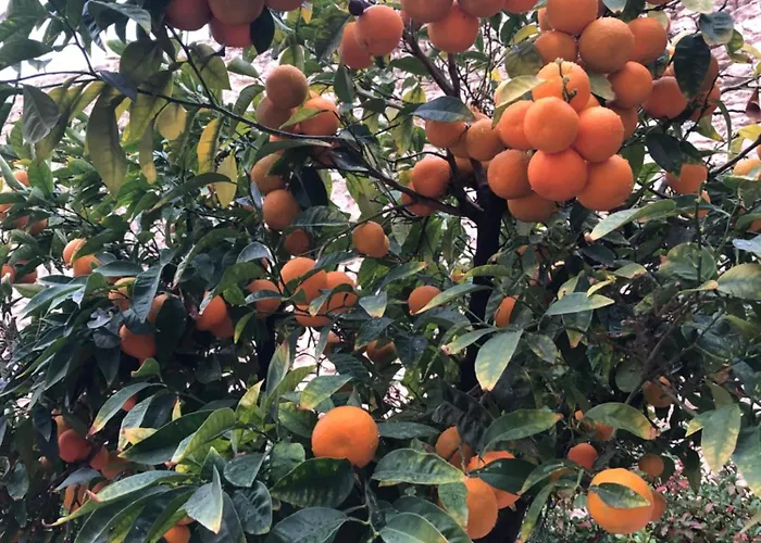 Bay Terraza24 カルプ